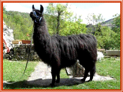 Poncho de la Goutte Chiprire