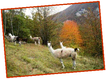 Dans le parc en automne
