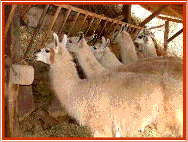 Dans la ferme