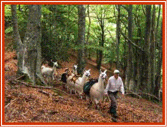 Tabe, monte dans la htraie