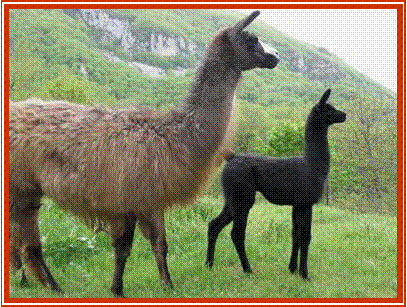 Mre et fils